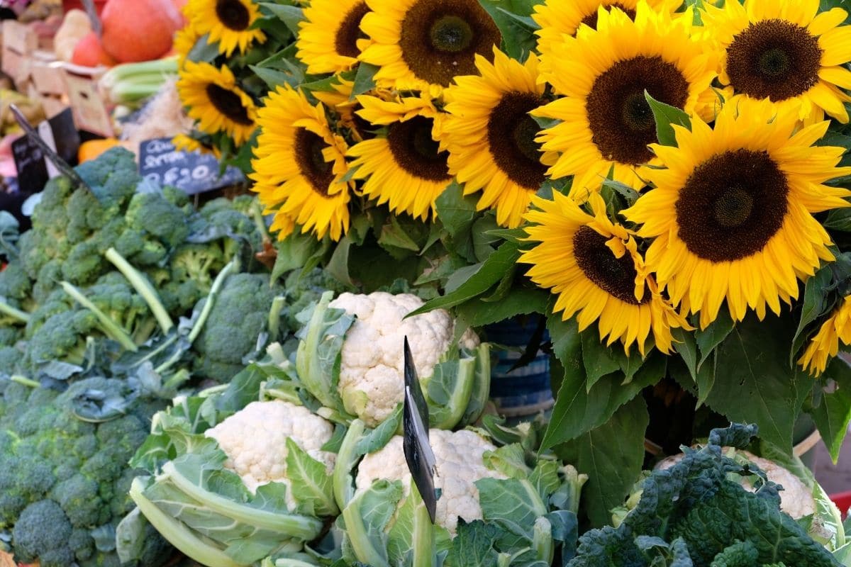 Read more about the article Find Your Favorite Farmers Market